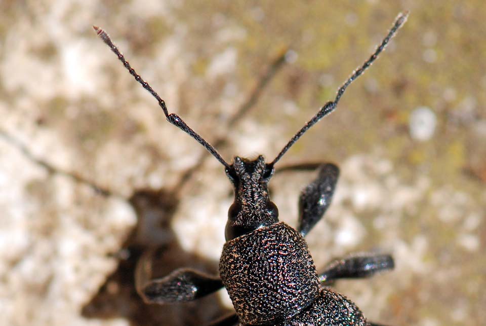 Curculionide da identificare: Otiorhynchus caudatus